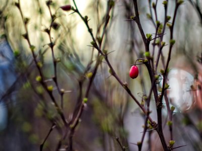 Barberry photo