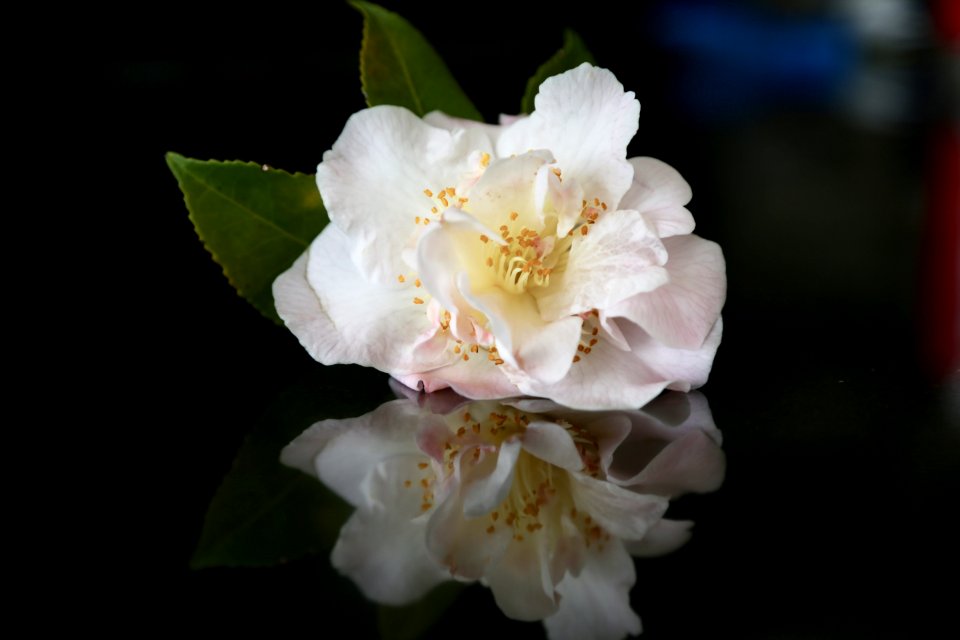Pale Pink Spring Delight