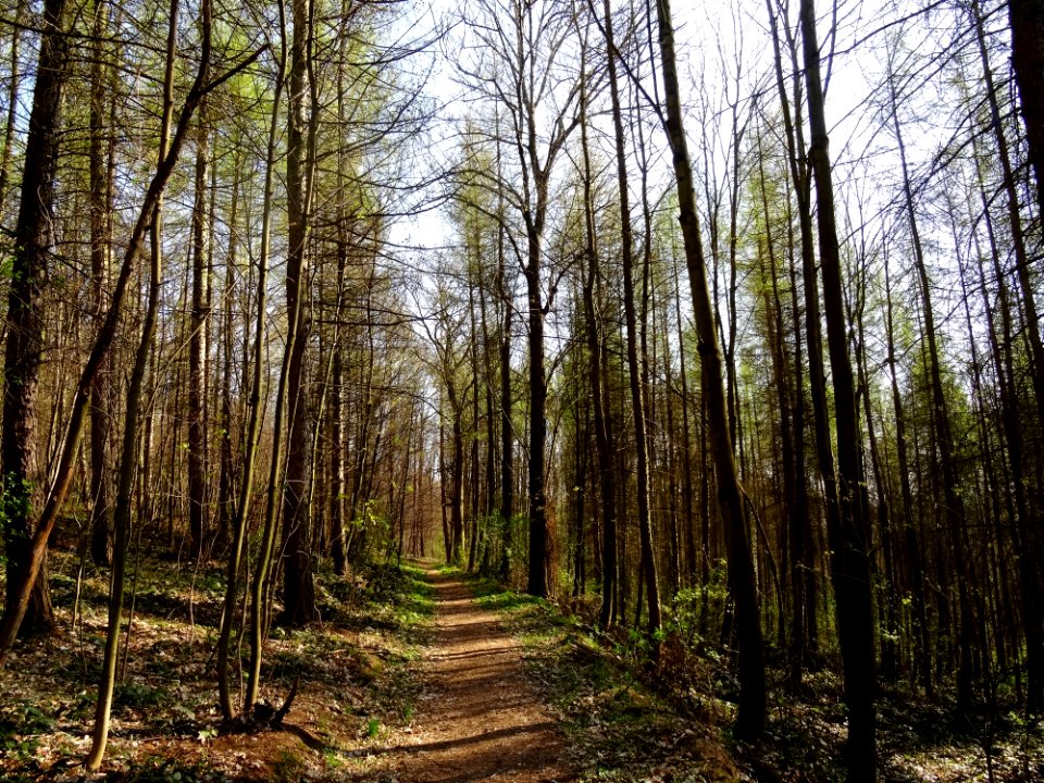 Viehleite Hill Pirna