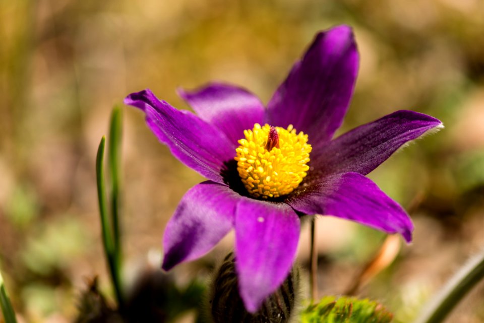 Flower, Flowering Plant, Prairie Pasqueflower, Petal