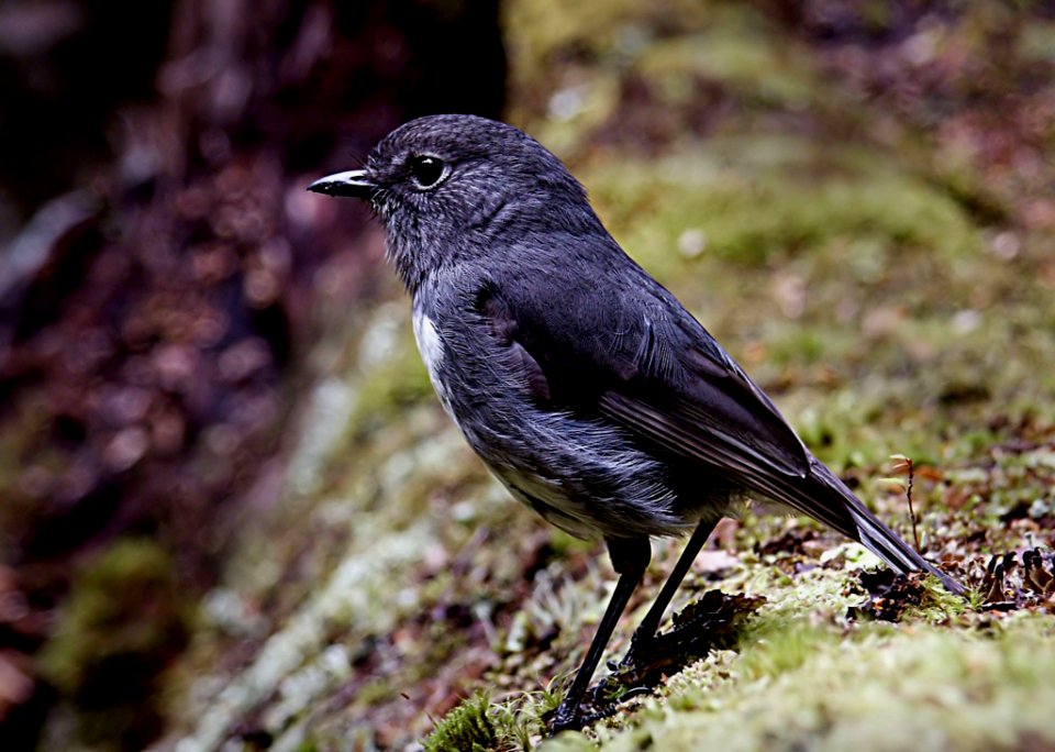 New Zealand Robin (Petroica Australis Australis)