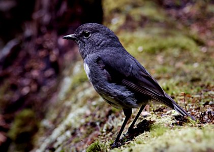 New Zealand Robin (Petroica Australis Australis) photo