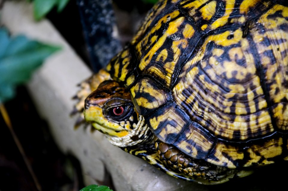 EasternBoxTurtle 08032018 39 photo