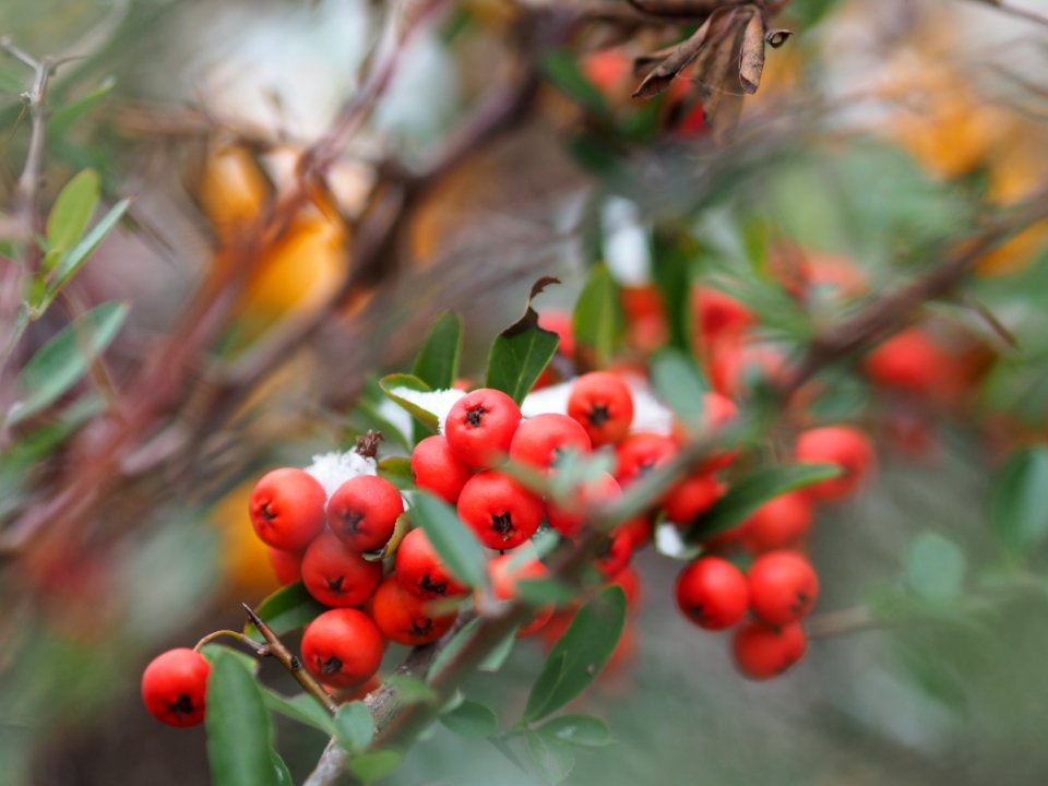Cotoneaster