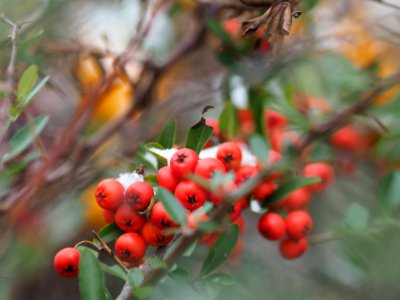 Cotoneaster