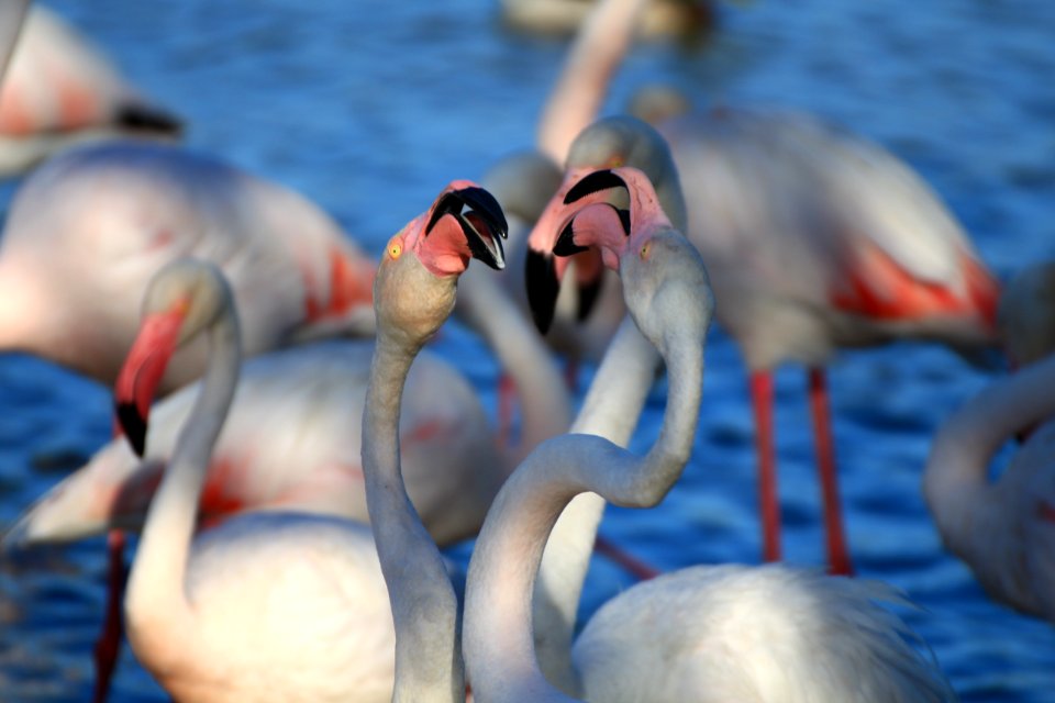 Stphanie Baumard  Flamants Roses (phoenicopterus Roseus)  Camargue