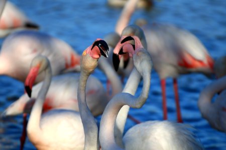 Stphanie Baumard  Flamants Roses (phoenicopterus Roseus)  Camargue