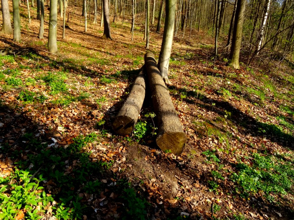 Viehleite Hill Pirna