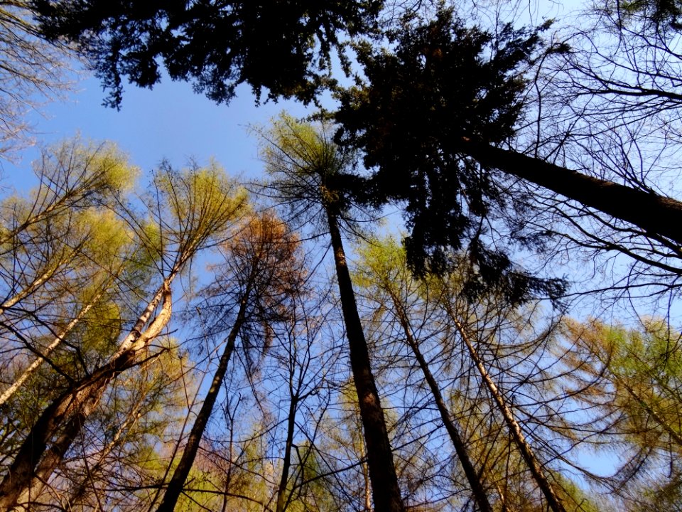 Viehleite Hill Pirna
