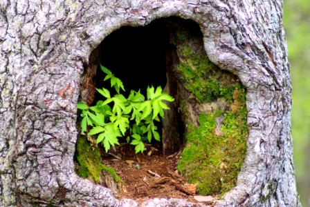 Plants In Hollow Tree