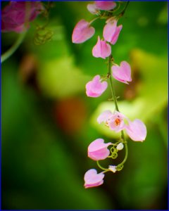 Pinky Beauties