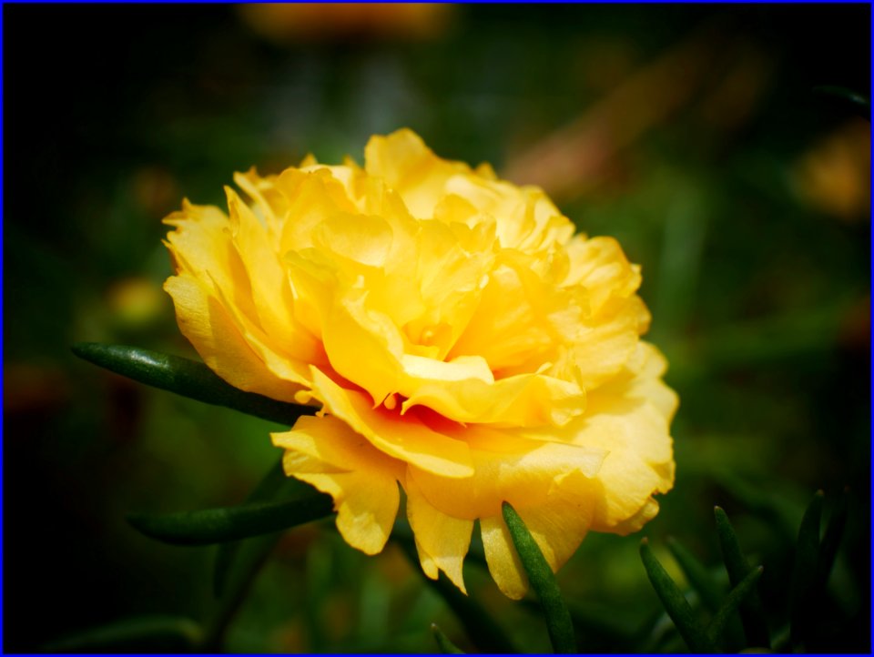 26Jan2019  Yellow Moss Rose Purslane Flower