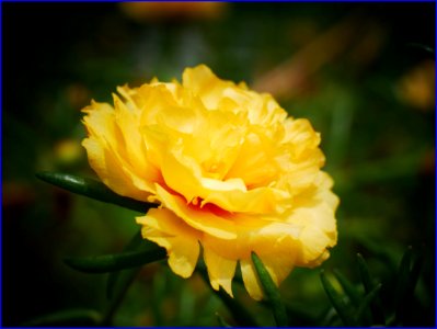 26Jan2019  Yellow Moss Rose Purslane Flower