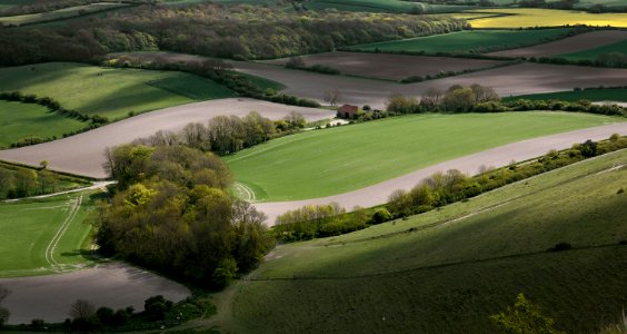 137 South Downs From Firle Beacon