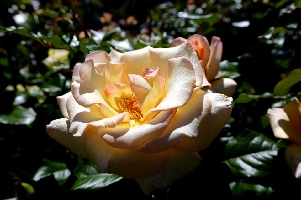 Peach Perfection Rose