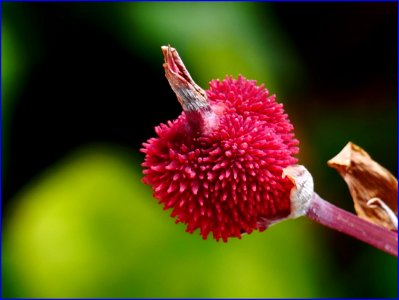 02Feb2019  Fruit Of Canna Indica