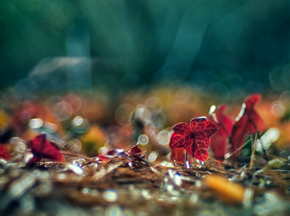 Red Leaf