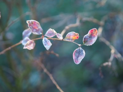 The First Frost