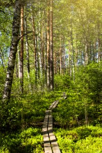 Tammela, Finland photo