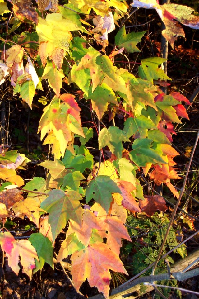 Sunset Leaves
