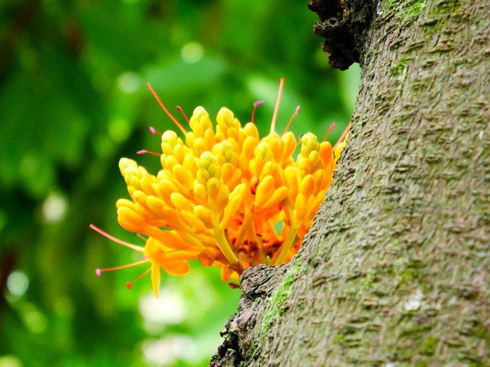 Yellow Saraca
