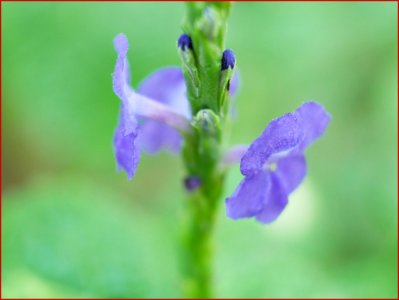 09Feb2019  Verbena Hastata