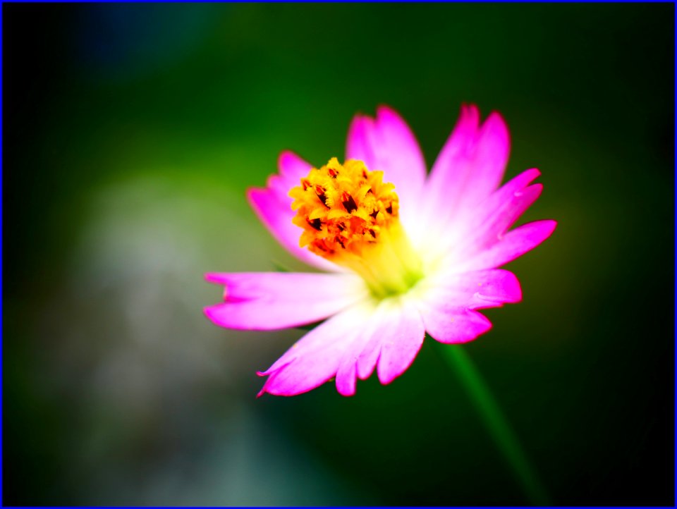 25Jan2019  Wild Cosmos