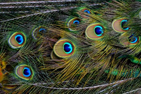 Peacock Feathers