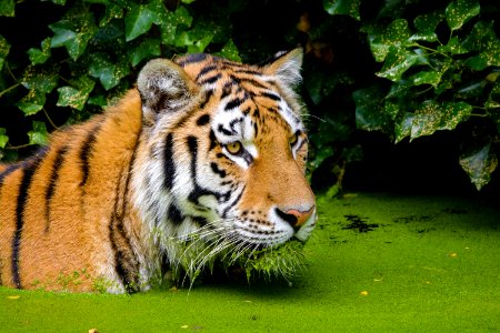 Siberian Tiger photo