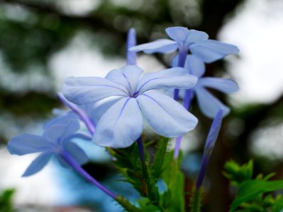 Blue Jasmines photo