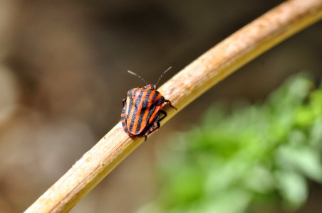 Graphosoma Lineatum  Chinche Rayada