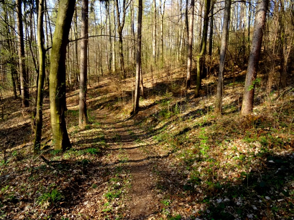 Viehleite Hill Pirna