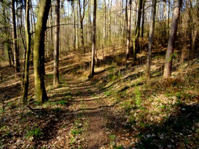 Viehleite Hill Pirna