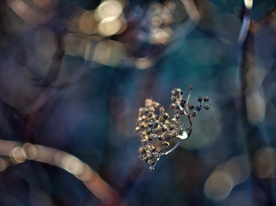 Sedum