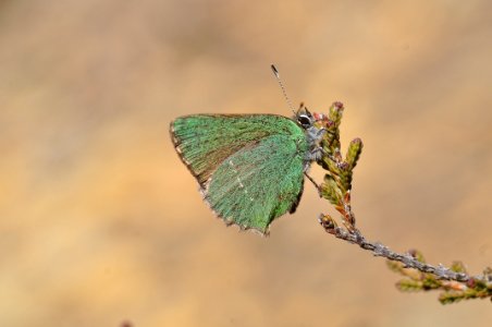Cejialba  Callophrys Rubi