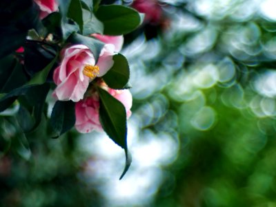 Camellia