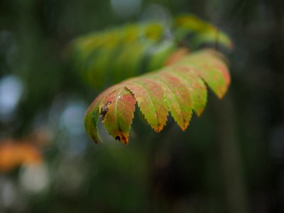 Colorful Leaves photo