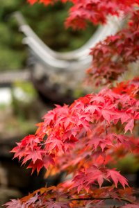 Der Herbst Kommt (2)
