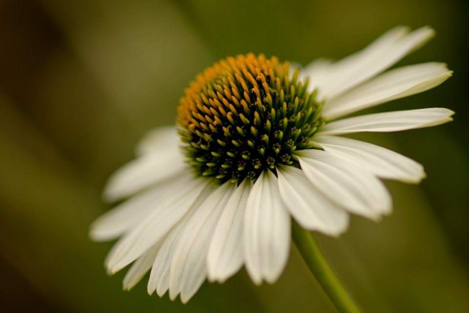 Blumen Gehen Immer (1)