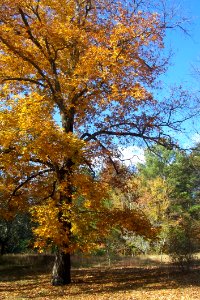 Hickory Tree In Fall 3 photo
