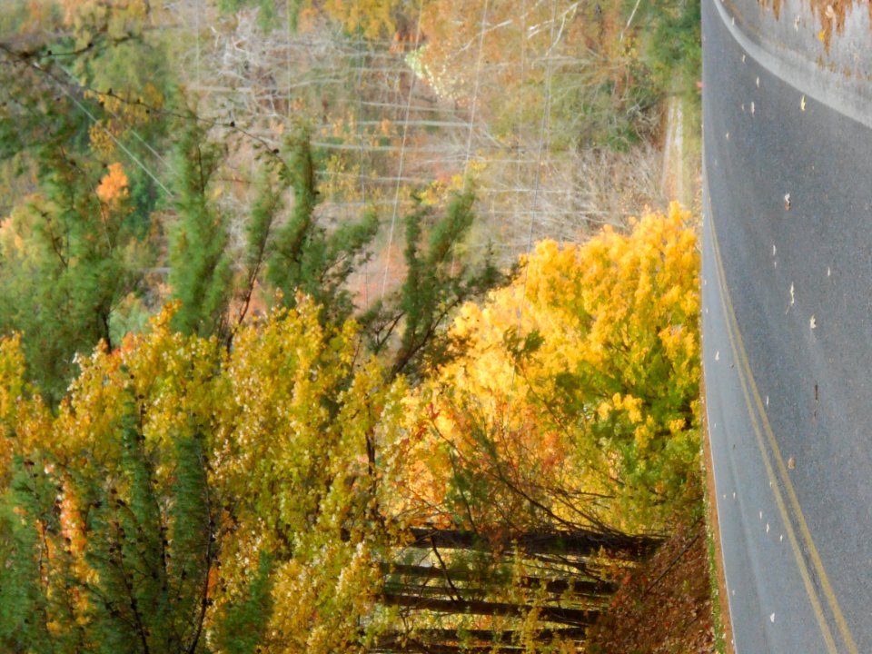 Brilliant Gold Tree, Fall Colors