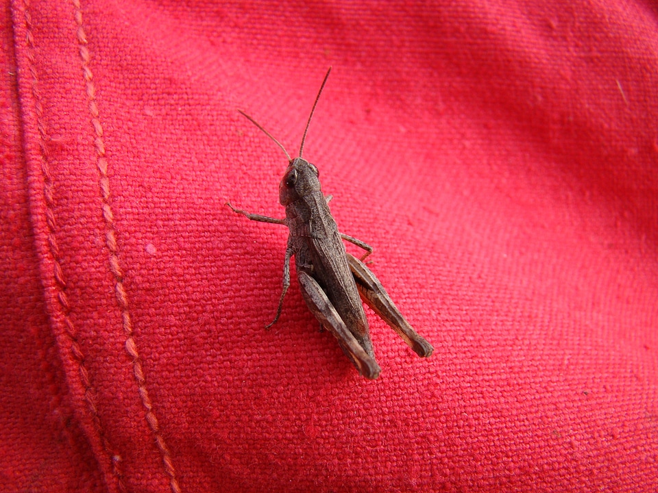 Brown insect the tent