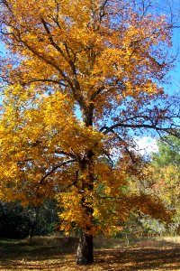 Hickory Tree In Fall photo