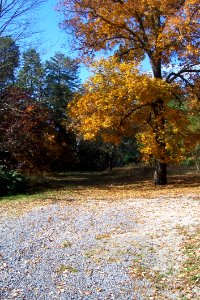 Hickory Tree In Fall 2