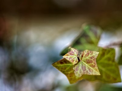 Winter Leaves