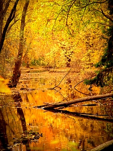 Swamp biotope countryside