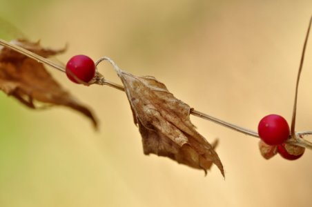 Three Red Fruits