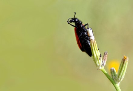 Lachnaia Sexpunctata