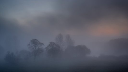 Bume Im Nebel photo