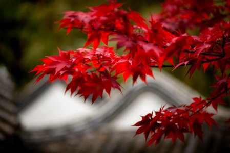 Der Herbst Kommt (3)